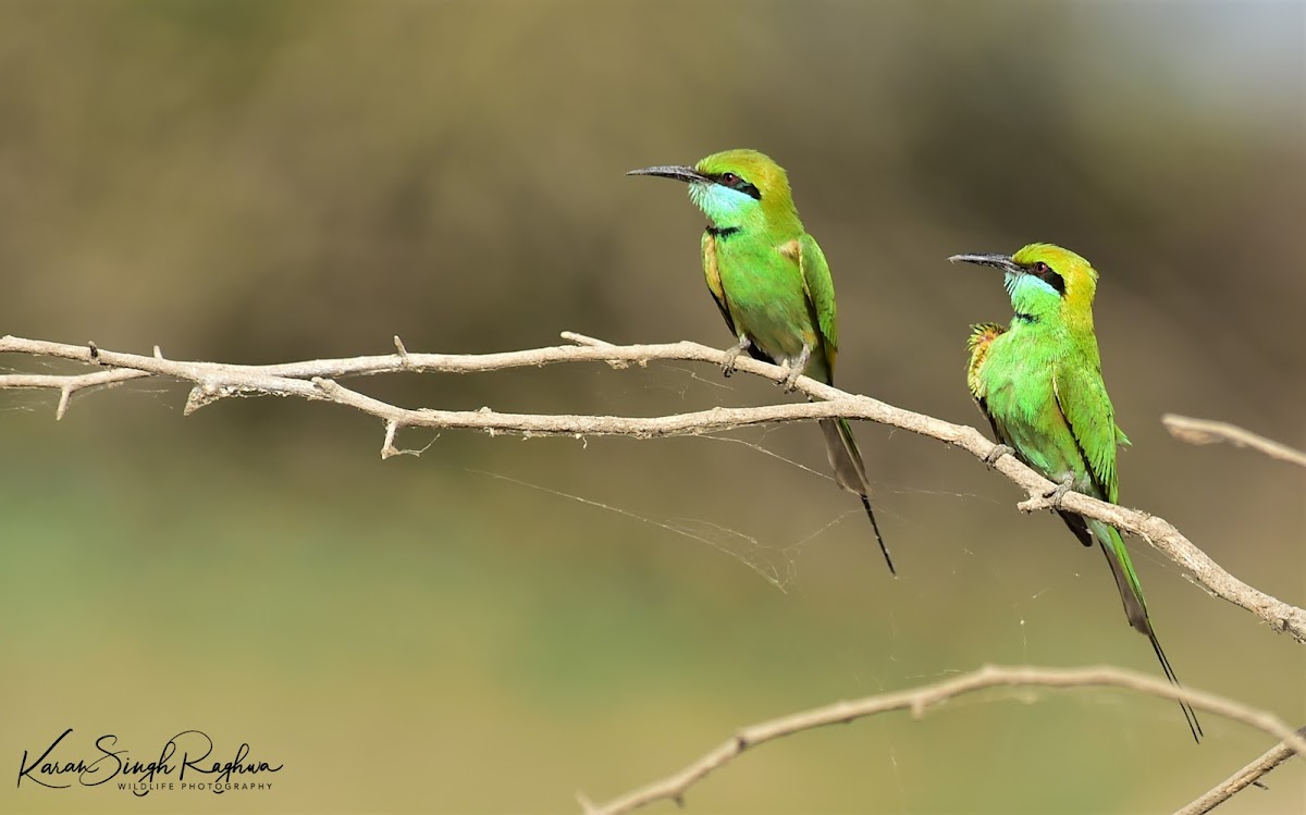 Bee-eater  -  Green Bee-eater