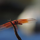 Flame Skimmer