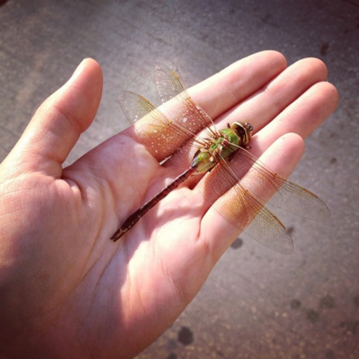 Green darner