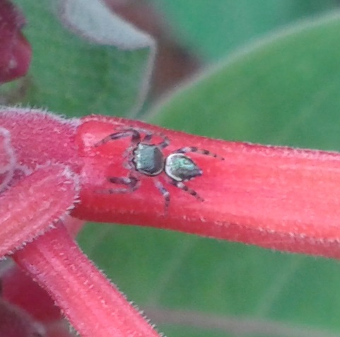 jumping spider