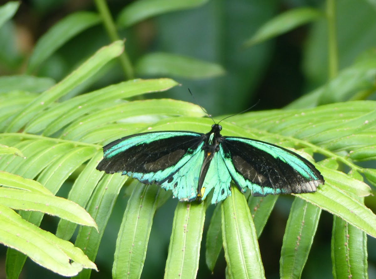 Cairns birdwing Male