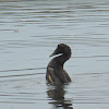 Common Eider ♀