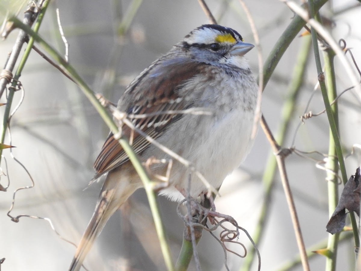 White-throated Sparrow