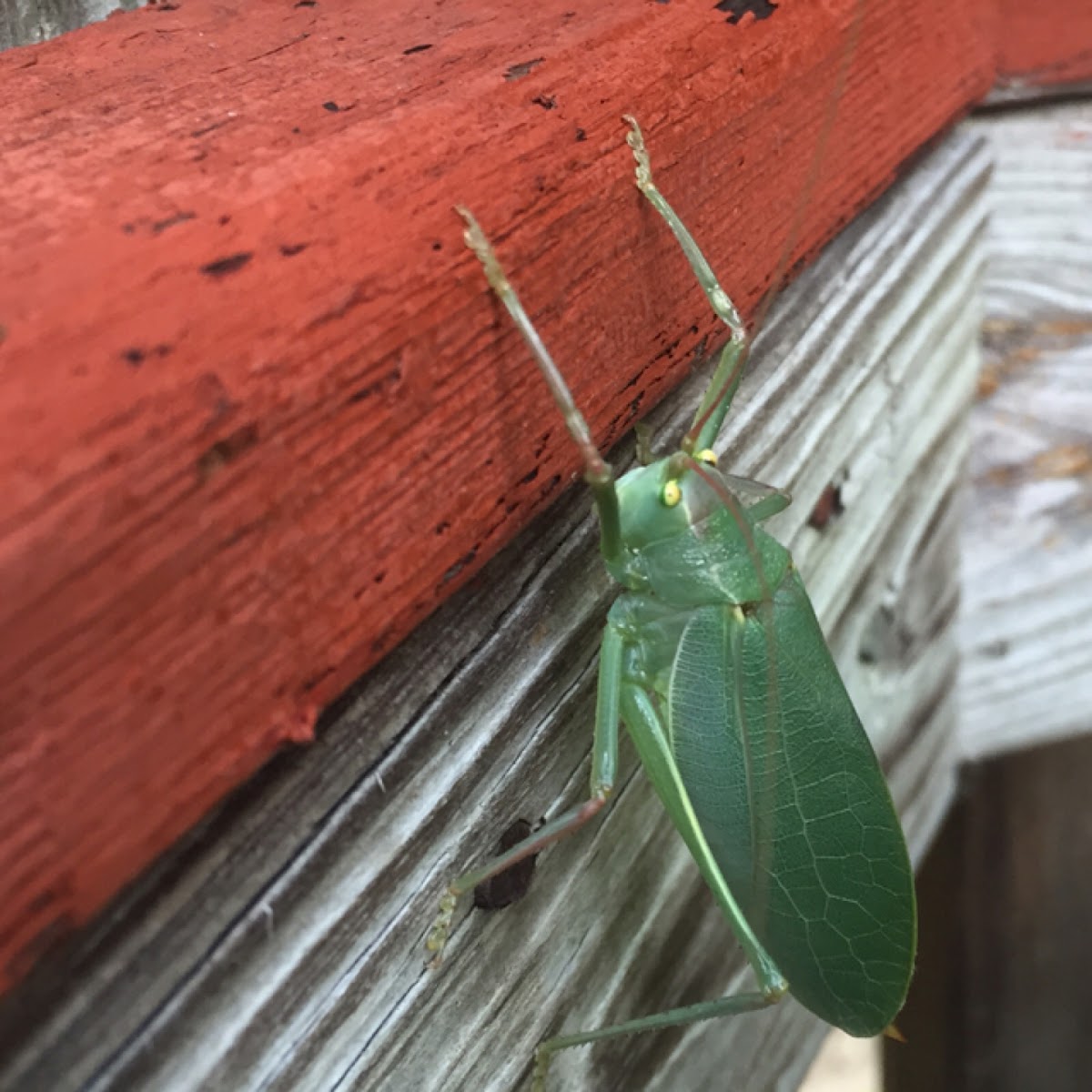 Katydid