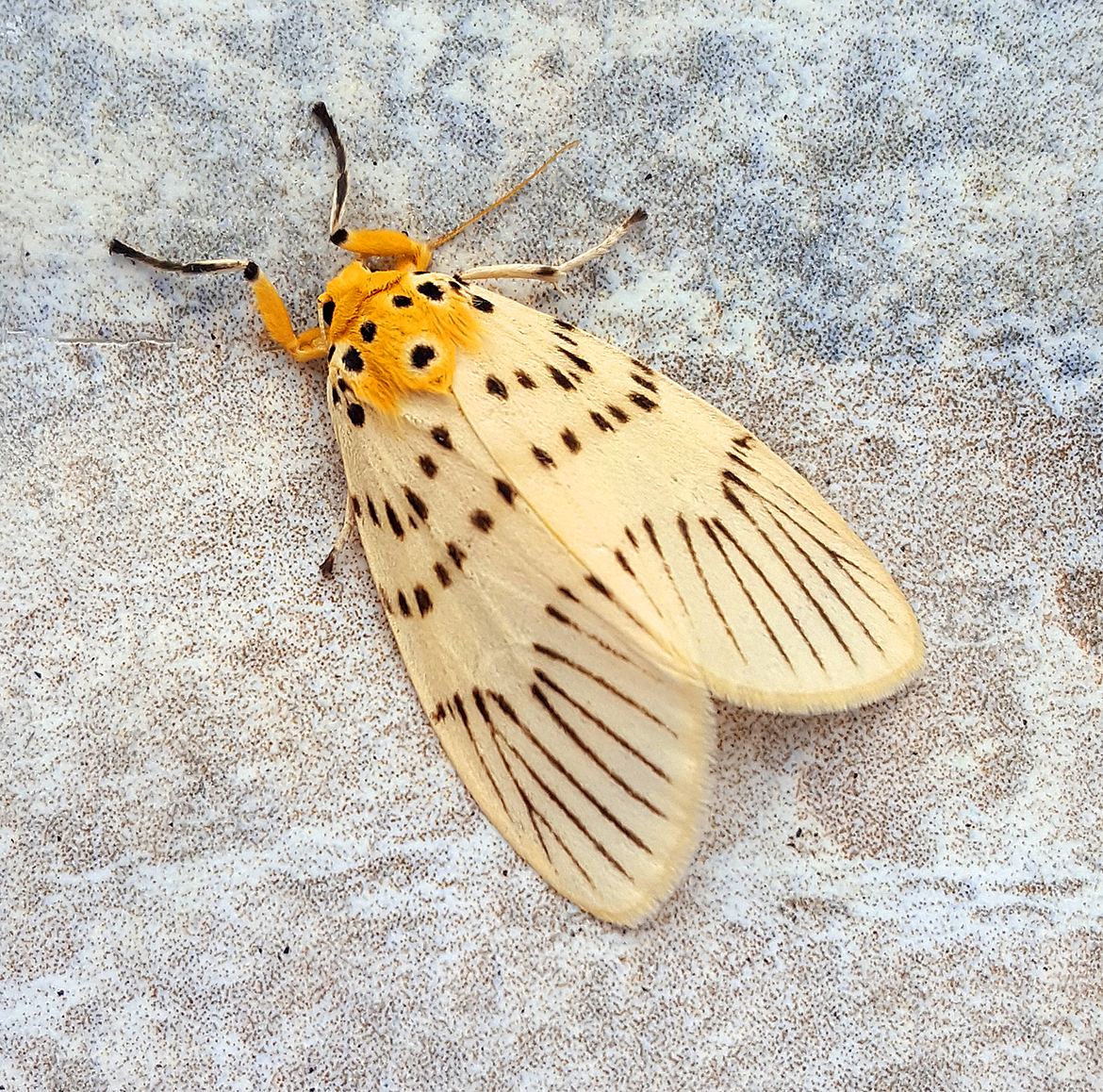 Tiger Moth