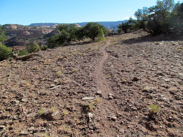 Following a burro trail