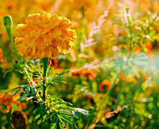 Marigold Flower Wallpapers HD