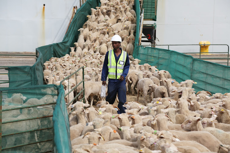 Thousands of sheep being loaded onto the Al Messilah at the East London Harbour.