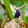 Colibrí de Julia (Violet-bellied hummingbird)