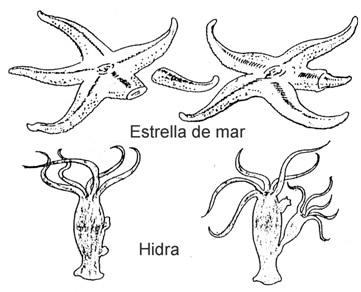 Resultado de imagen para dibujos de la reproduccion para colorear