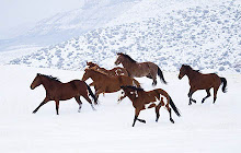 Horses Animals Wallpapers Horses New Tab small promo image