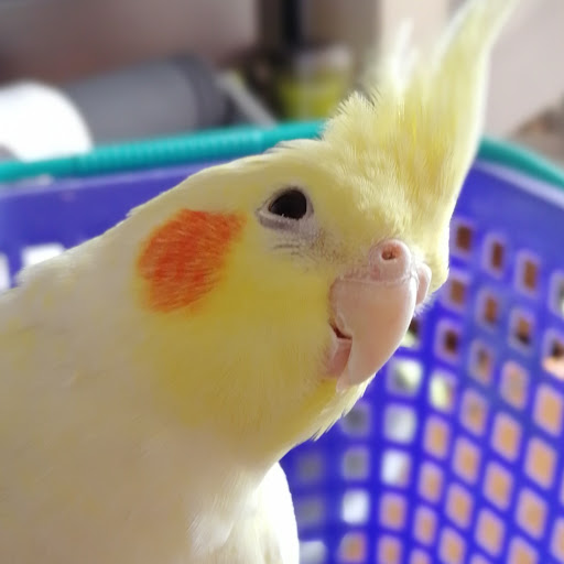 ねぎのプロフィール画像