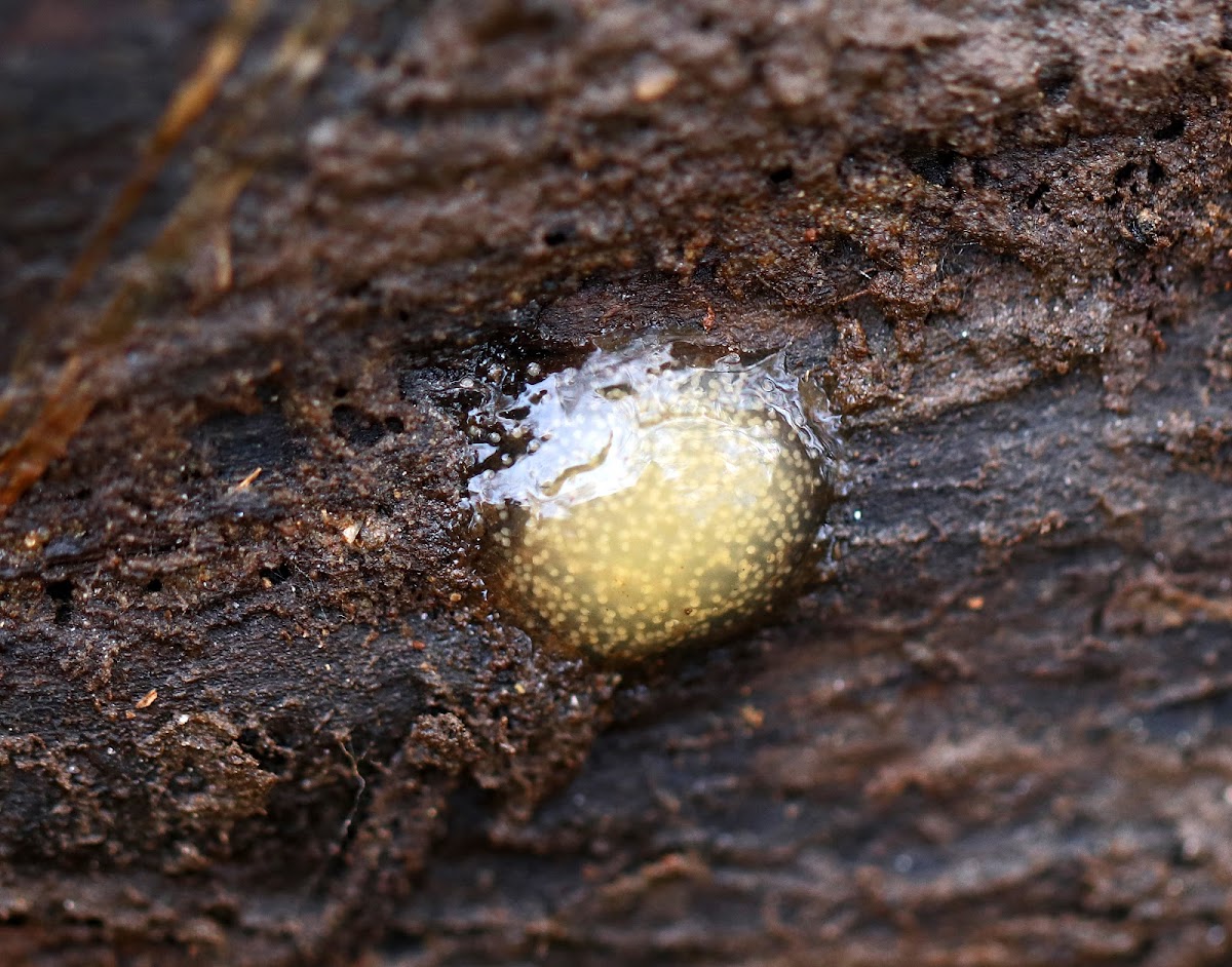 Northern Caddisfly Egg Mass