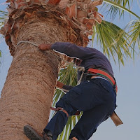 Il potatore di palme canario di 