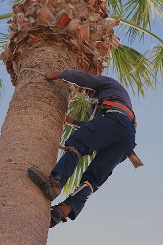 Il potatore di palme canario di sardo