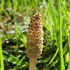 Field horsetail