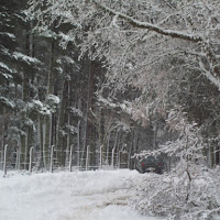 Bosco Innevato. di 