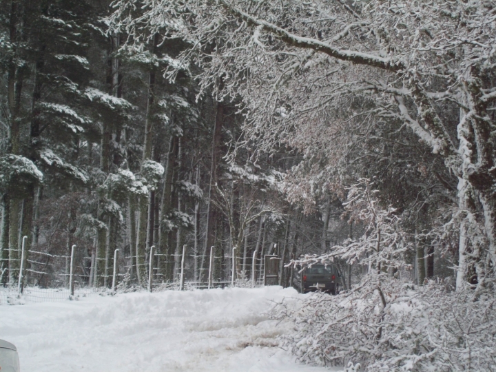 Bosco Innevato. di SaraFromMars