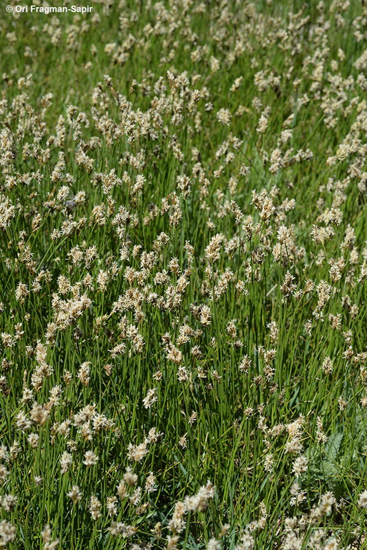 Needleleaf Sedge