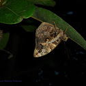 The Split-banded Owlet