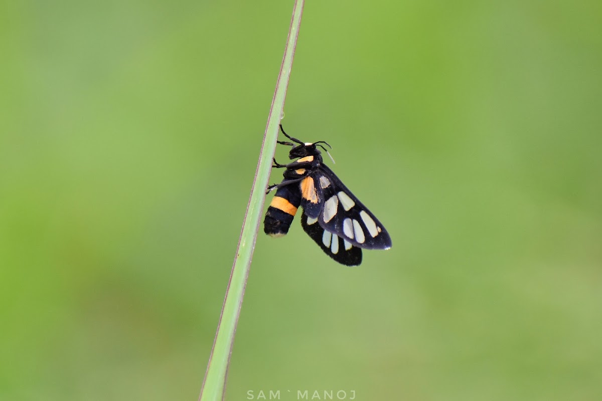 Tiger Moth / Wasp Moth