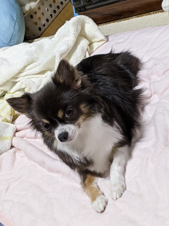 インプレッサ WRX STIの釣り・アマダイ・愛犬・富士山に関するカスタム事例の投稿画像7枚目