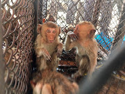 Monkeys found in bags in an abandoned house sit inside a crate in Saraburi Province, Thailand February 17, 2022.