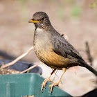 Olive Thrush