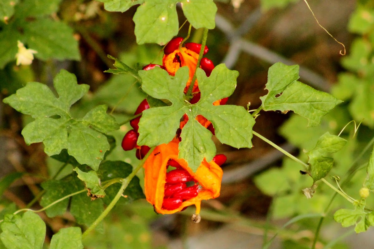 Balsam Apple