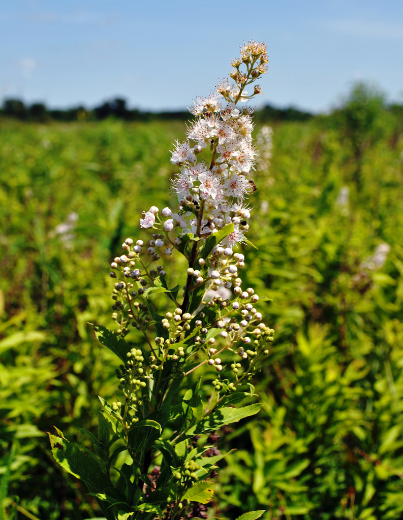 Meadowsweet