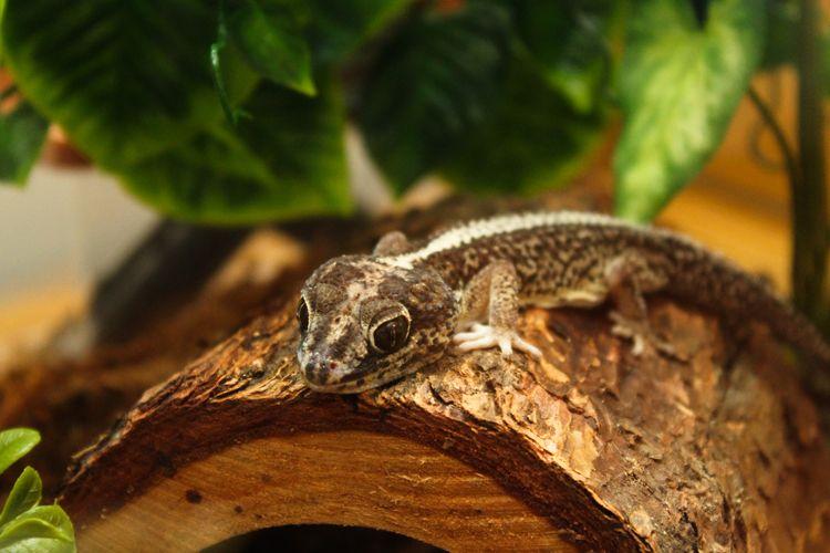 madagascar ground gecko care sheet reptiles' cove