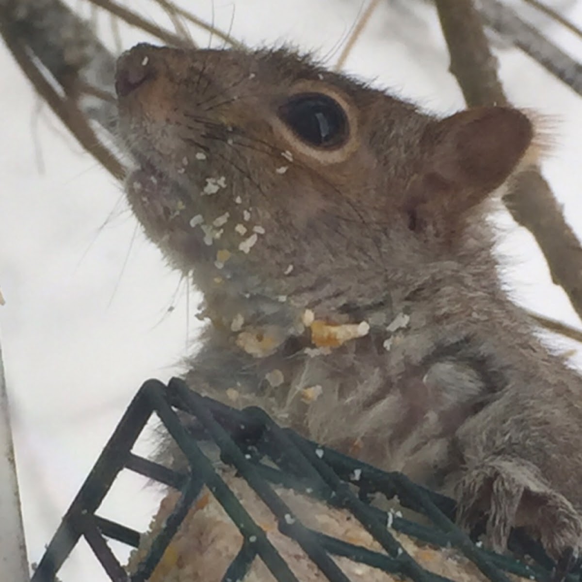 Grey squirrel