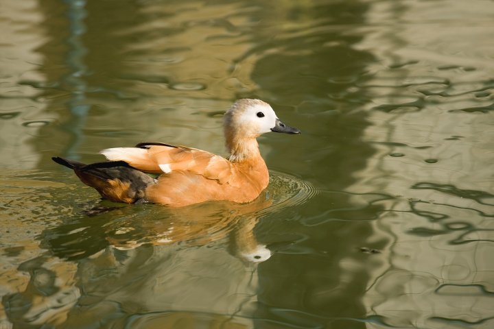 Eleganza di roberto