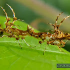 Asian Orange Plume Moth.