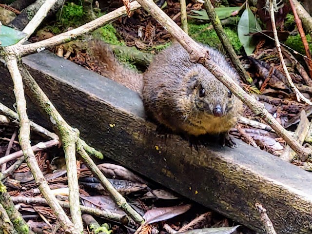 Mount Kinabalu Squirrel