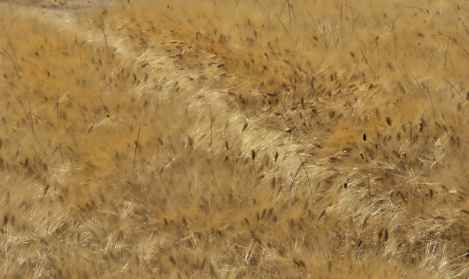 grano di ruggeri alessandro