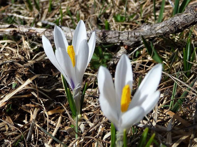 Crocus di Laucol