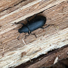 False Mealworm Beetle