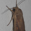 Armyworm Moth