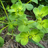 Sun Spurge