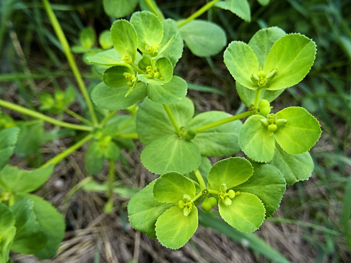 Sun Spurge