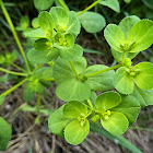 Sun Spurge