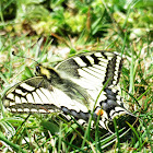 Swallowtail