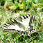 Swallowtail