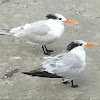 Royal tern