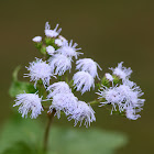 Blue Mistflower