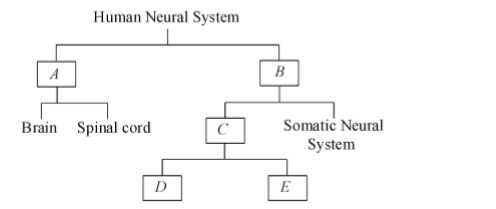 Central Nervous System