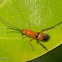 Ichneumonidae Wasp