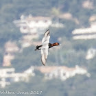 Pochard; Porrón Común