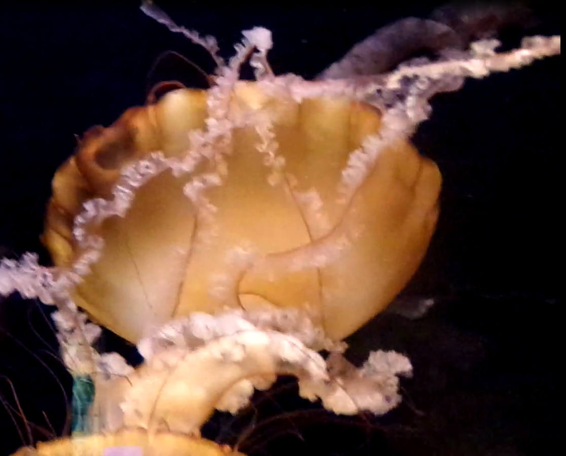 Pacific Sea Nettle